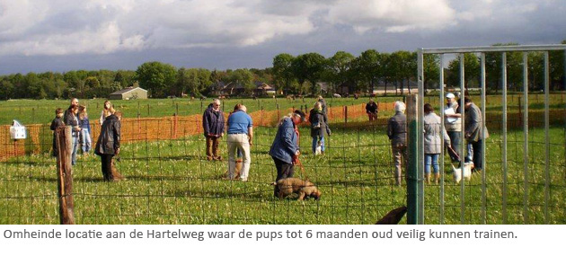 hondentraining breda puppy training