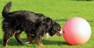 hondentraining breda treibball